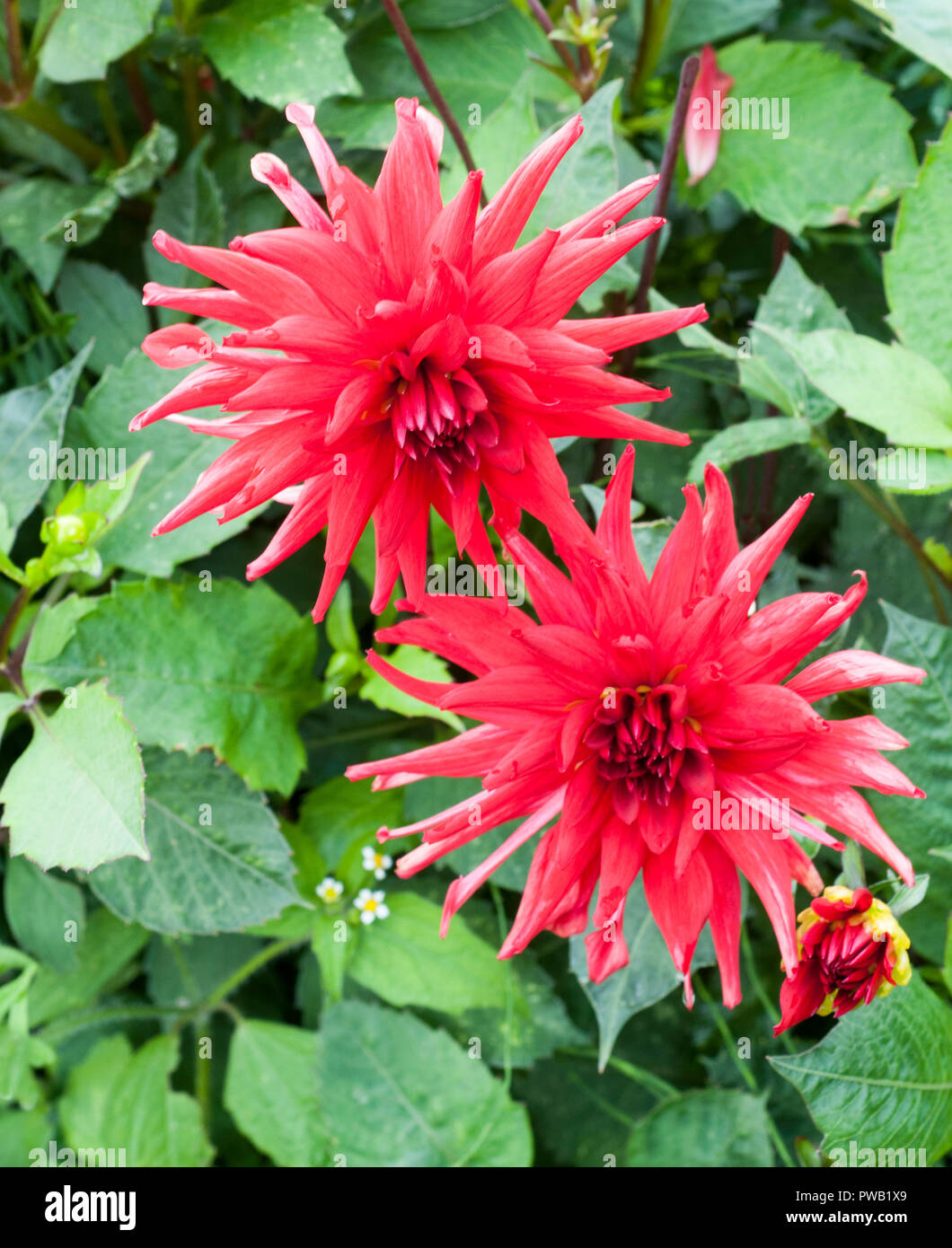 Red Pygmy a cactus dahlia with breaking bud  A tuberous plant that is deciduous and half hardy Stock Photo