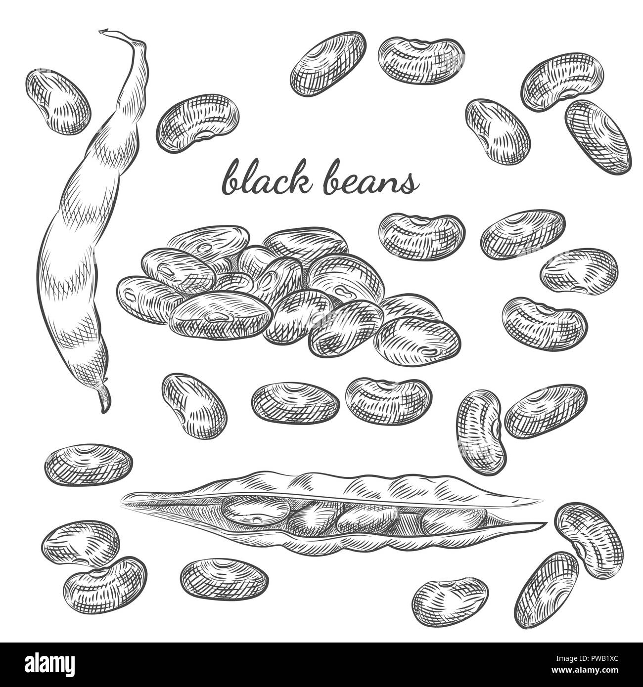 Lima beans Black and White Stock Photos & Images Alamy