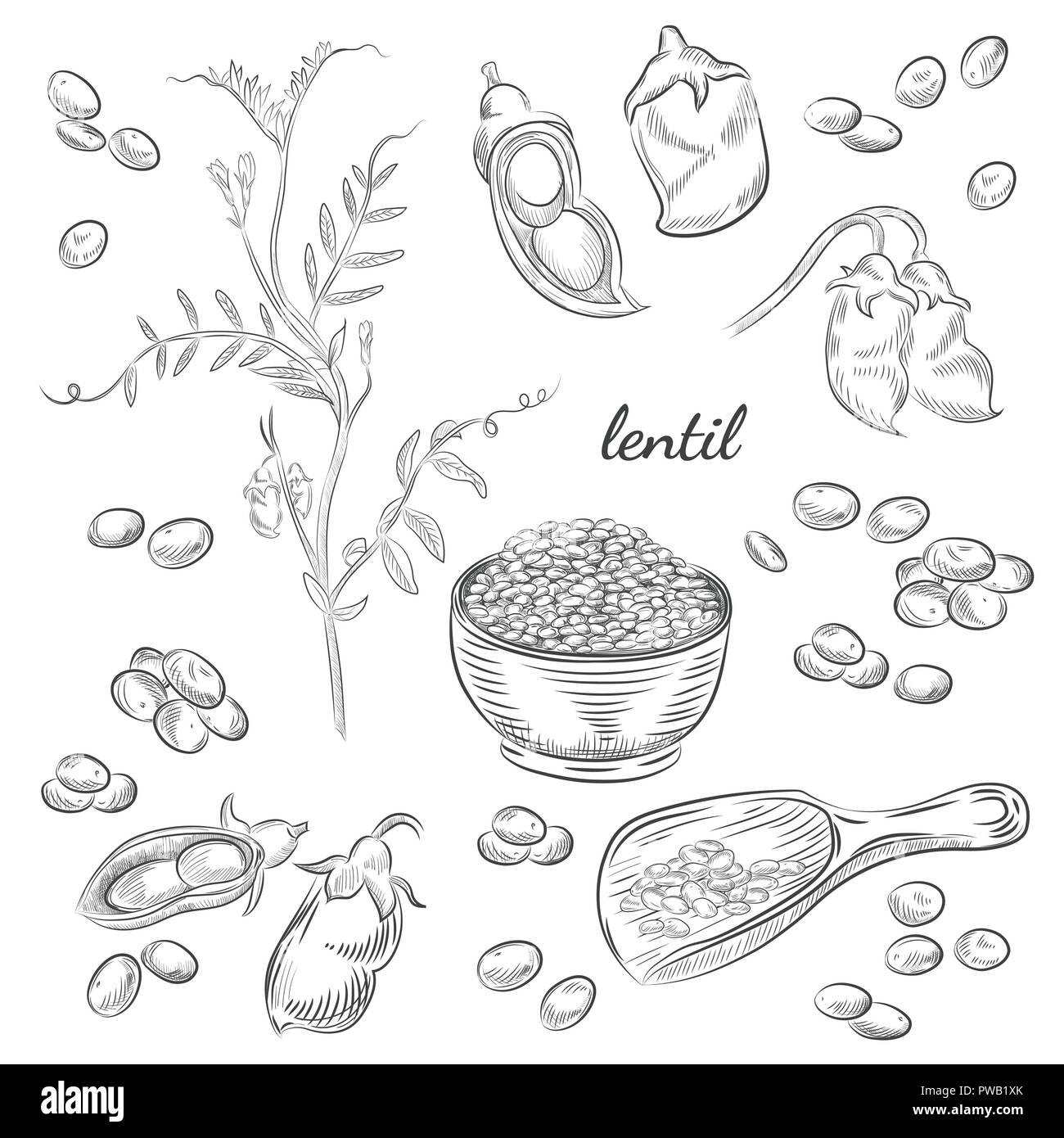 Lentil plant hand drawn illustration. Peas and pods sketches. Scoop for lentils isolated on white background. Stock Vector