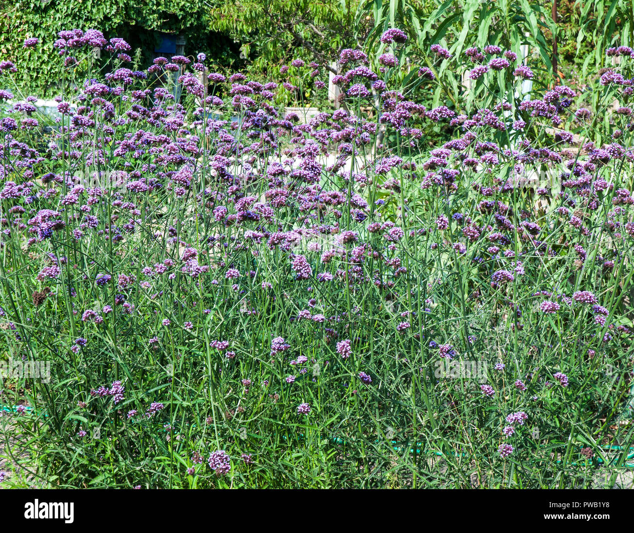 Bed of Verbena bonariensis in country garden  This is a summer flowering diciduous plant thjat is fully hardy. Stock Photo
