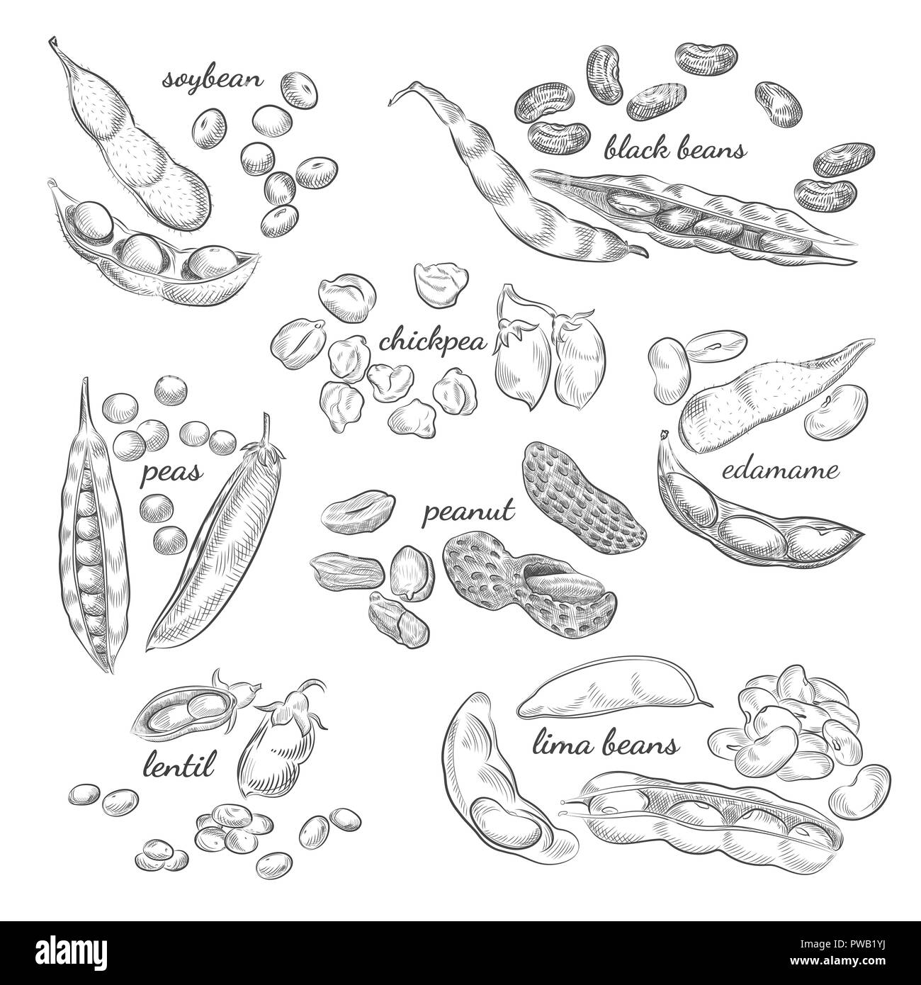 Legumes hand drawn illustration. Nuts, peas, beans, pods and shells  sketches isolated on white background Stock Vector Image \u0026 Art - Alamy, image size:1300x1390