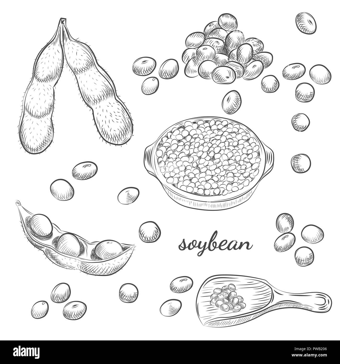 3,100+ Soybean Drawing Stock Photos, Pictures & Royalty-Free Images - iStock