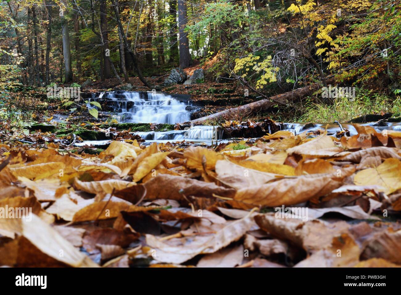 Vaughan Woods, Waterfalls, Hobbit Land, National Park, Hiking Trail