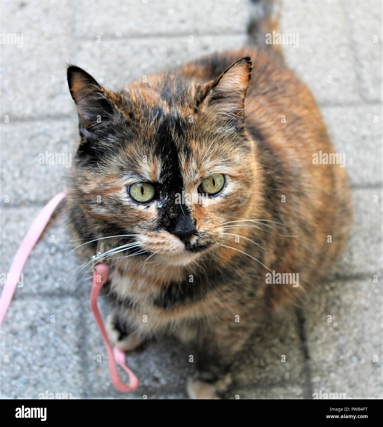 Female Tortoiseshell cat with green eyes and a pink leash sitting on patio stones. Stock Photo