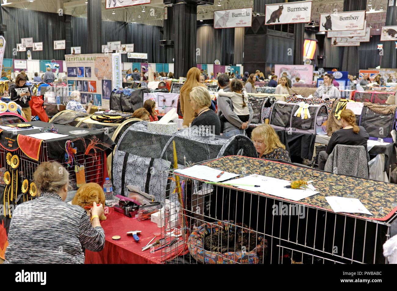 Cleveland, Ohio, USA, 14th Oct, 2018.  Participants and spectators at the 2018 Cat Fancier's Association International Cat Show create a hive of energy in the Cleveland IX Center.  Rows of cat show benching cages are organized by breed as signs hanging from the ceiling give show participants, and visitors, visual cues as to where certain breeds are being prepped for their competitions.  A cat owner feeds her cat in a benching area which is also used for grooming of her pedigreed feline.  With up to 1,000 pedigreed cats including up to 41 breeds, the competition is the largest of its kind. Stock Photo