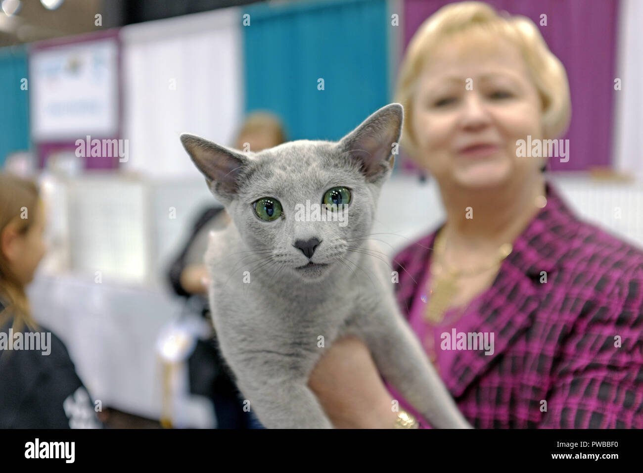 Cleveland, Ohio, USA, 14th Oct, 2018.  A Russian Blue cat with its short hair and green eyes is being carried away from a cat judging ring after winning a round at the 2018 CFA International Cat Show in Cleveland, Ohio, USA.  The two-day pedigreed cat competition is the largest of its type in the US attracting of 1,000 competing cats representing dozens of breeds from Europe, Asia, and the US.  The cat show runs from October 13-14 at the IX Center in Cleveland, Ohio, USA. Credit: Mark Kanning/Alamy Live News. Stock Photo