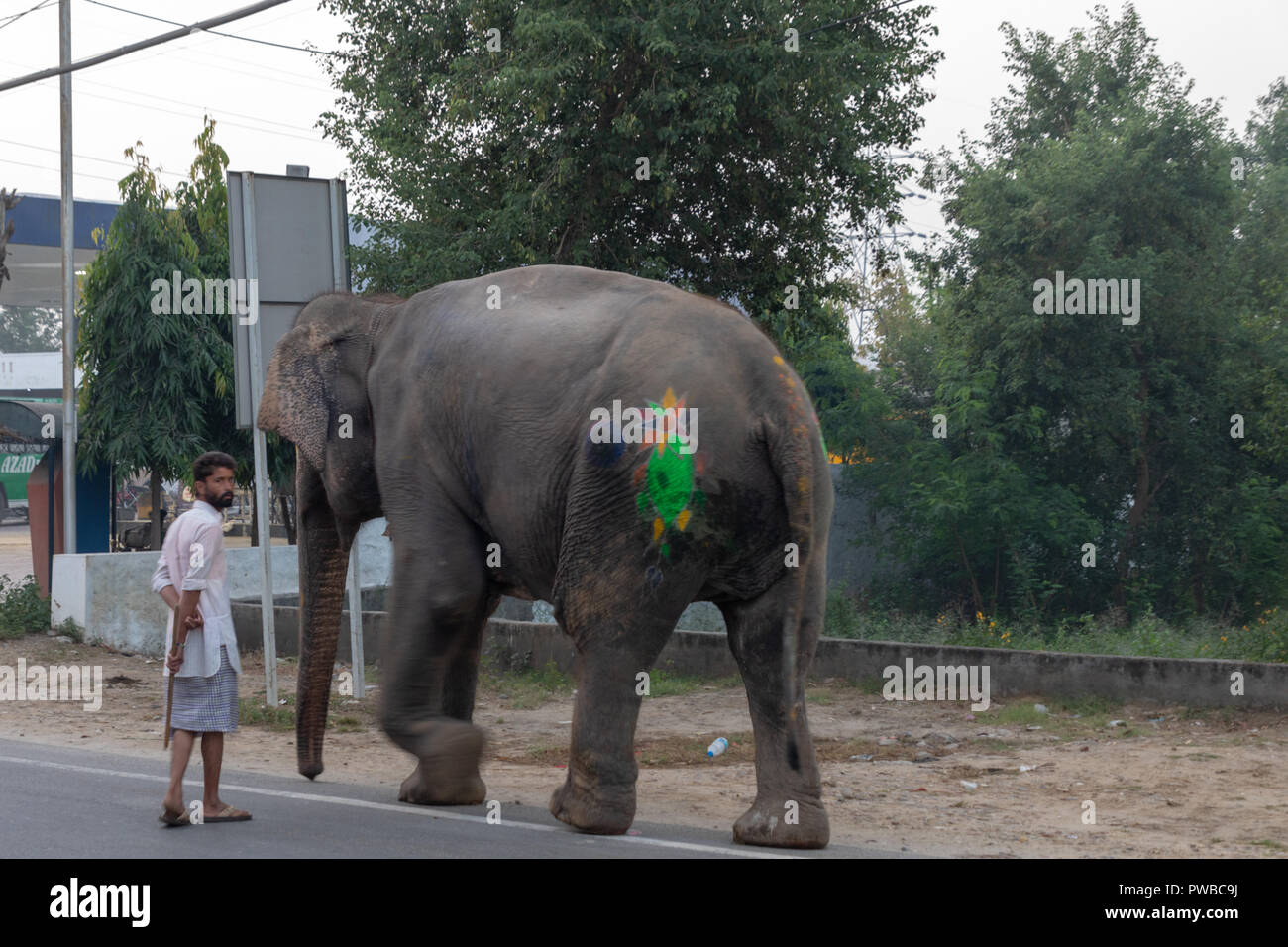 Nakodar, Panjab, India. 15 October 2018. Morning  street scenes in north Panjab market town of Nakodar. Morning walk for Indian elephant at street scrossing. There are reported to be about 20 working elephants in Panjab many based in Ludhiana but then moved to rural areas for participation in marriage and religious ceremonies as well as collecting alms. Credit: WansfordPhoto/Alamy Live News Stock Photo