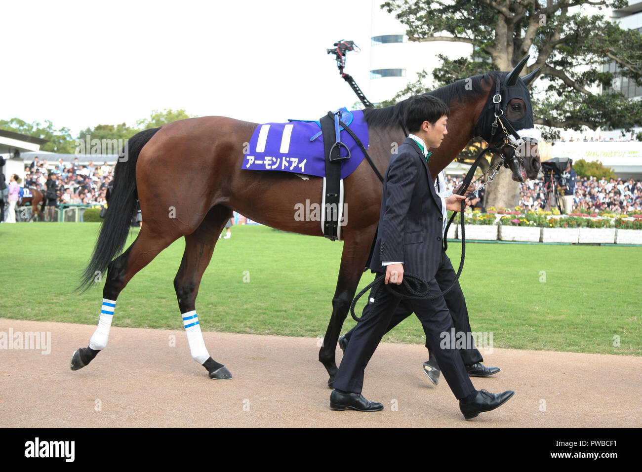 Almond eye horse hires stock photography and images Alamy