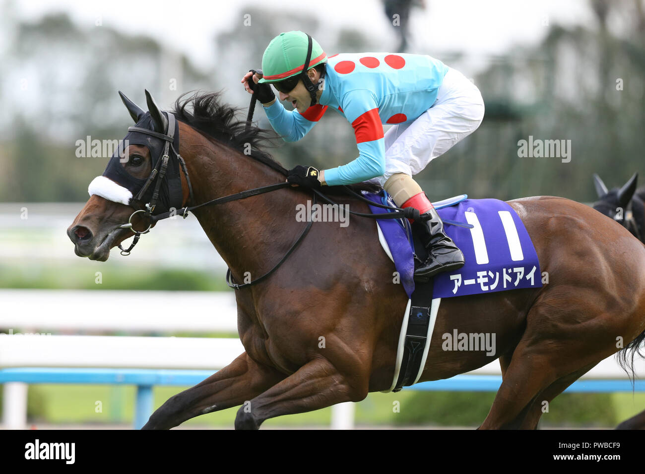 Almond Eye Horse High Resolution Stock Photography and Images Alamy
