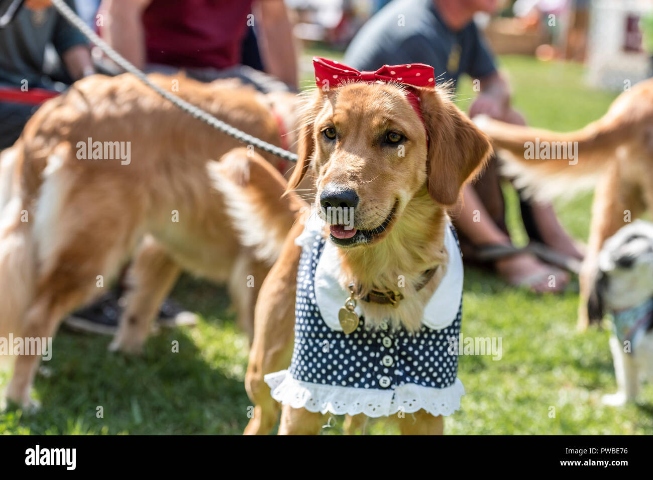 English Cream Golden Retriever High Resolution Stock Photography And Images Alamy