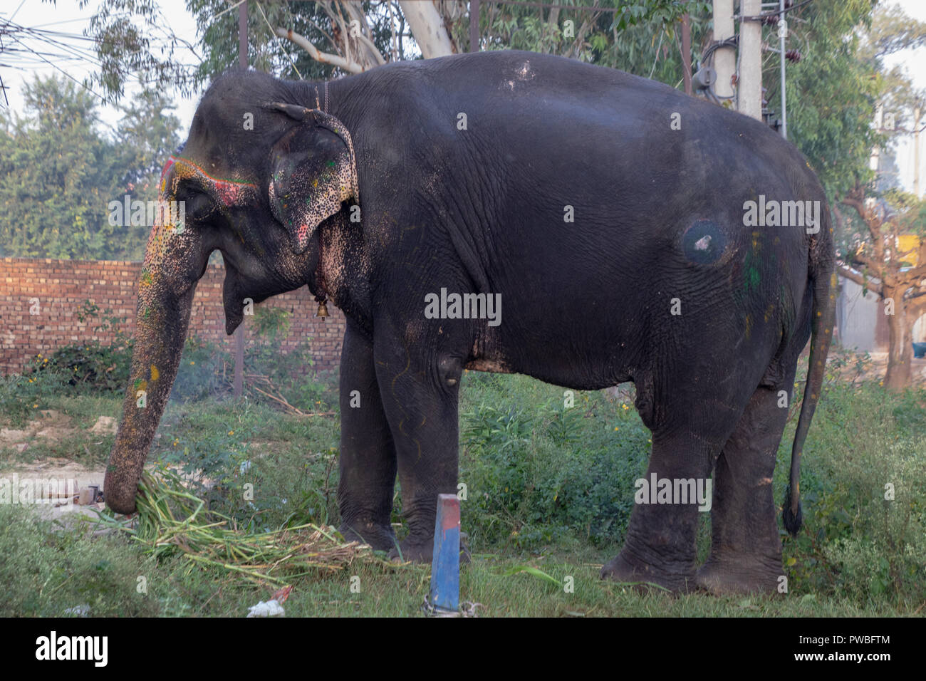 Nakodar, Panjab, India. 15th Oct, 2018. Morning street scenes in north Panjab market town of Nakodar. Morning walk for Indian elephant at street scrossing. There are reported to be about 20 working elephants in Panjab many based in Ludhiana but then moved to rural areas for participation in marriage and religious ceremonies as well as collecting alms. Credit: WansfordPhoto/Alamy Live News Stock Photo