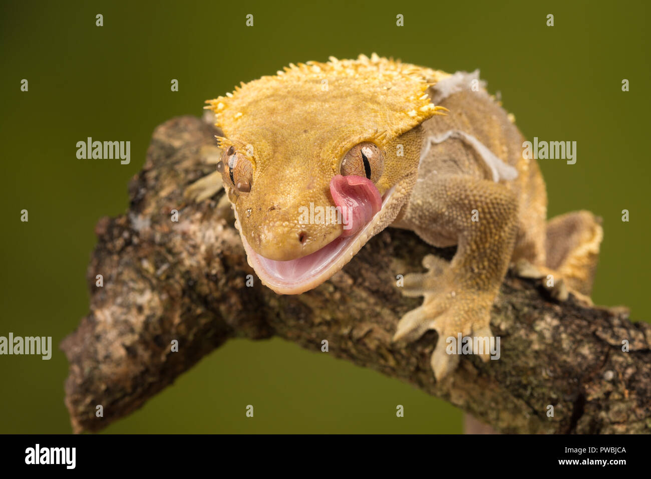 Crested gecko (Correlophus ciliates), a species of gecko native to
