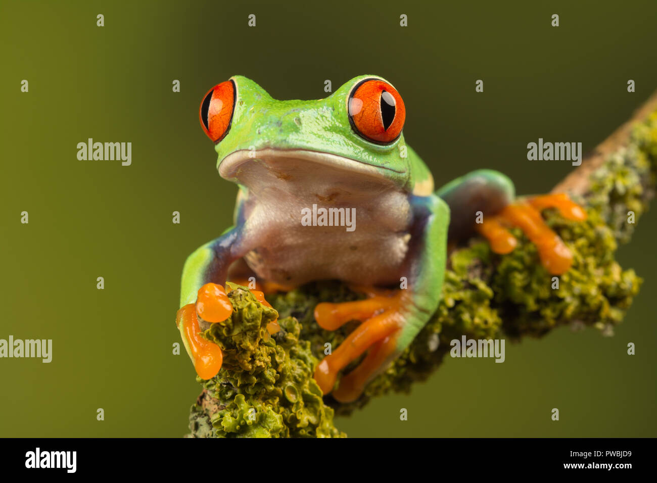 Close-up of red-eyed tree frog (Agalychnis callidryas), a colourful amphibian species, on a twig Stock Photo
