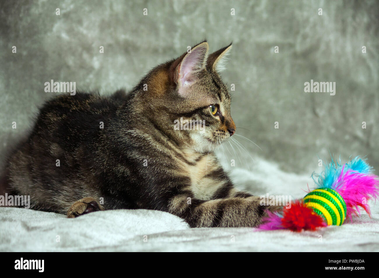 unbreed kitten lying on a gray rug, looking to the side, next to it is a bright toy with pink feathers, in the background a luminous gray tint, Stock Photo