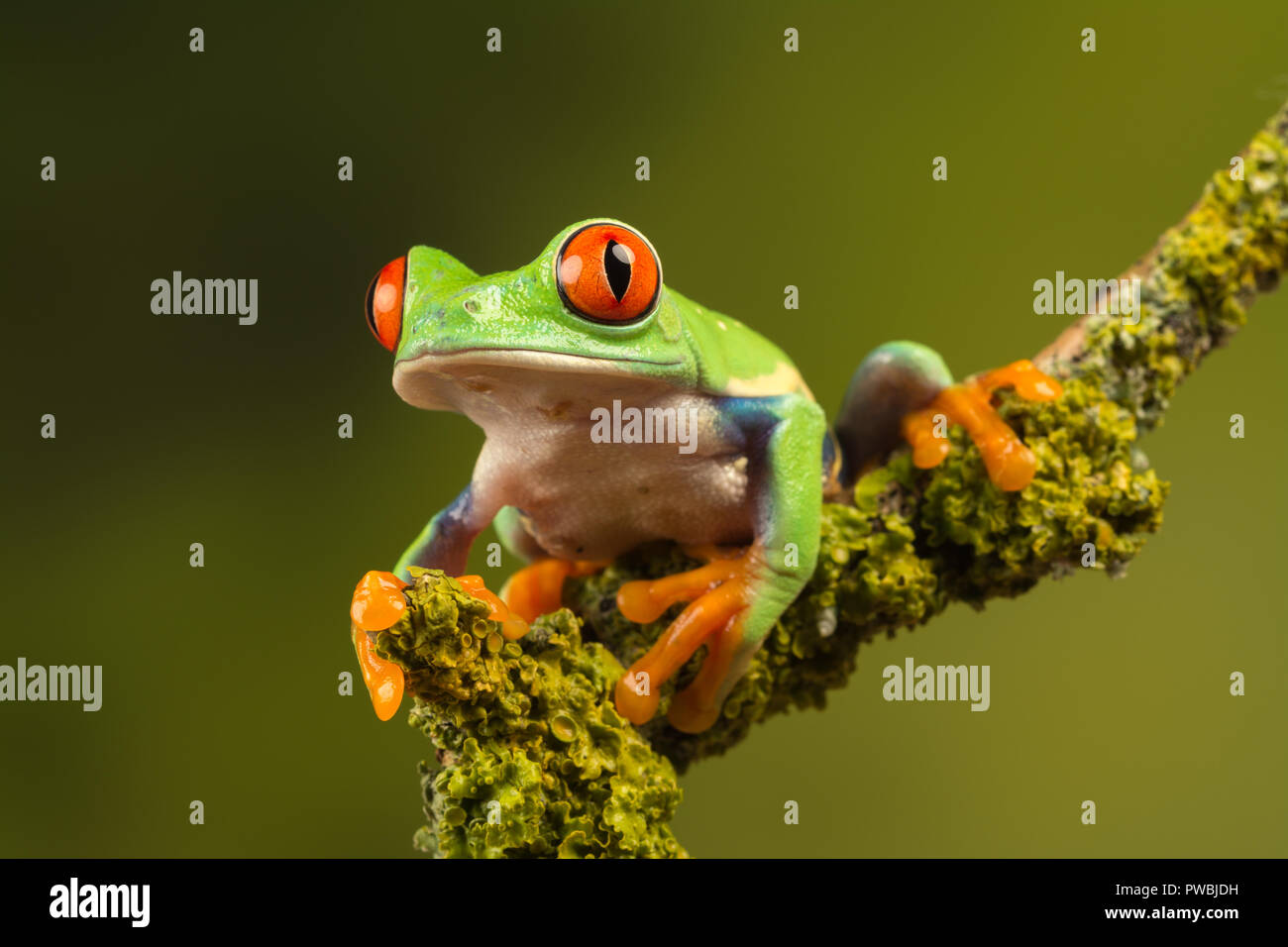 pic Colourful Tree Frog alamy