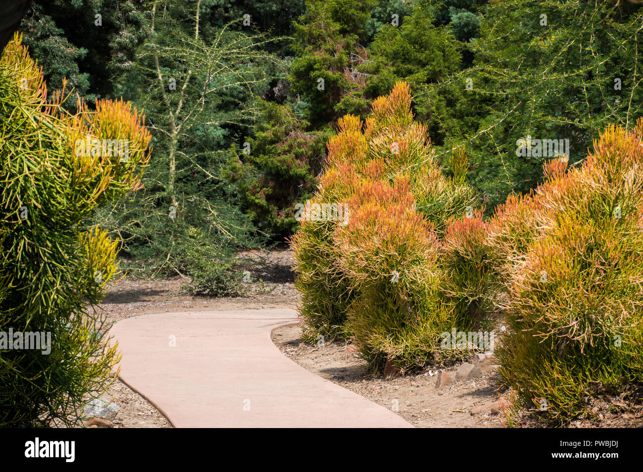 Large Fire Stick Plants Bordering A Pathway Through A Park Stock Photo Alamy