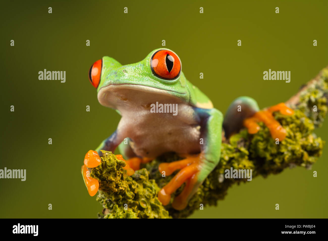 Close-up of red-eyed tree frog (Agalychnis callidryas), a colourful amphibian species, on a twig Stock Photo