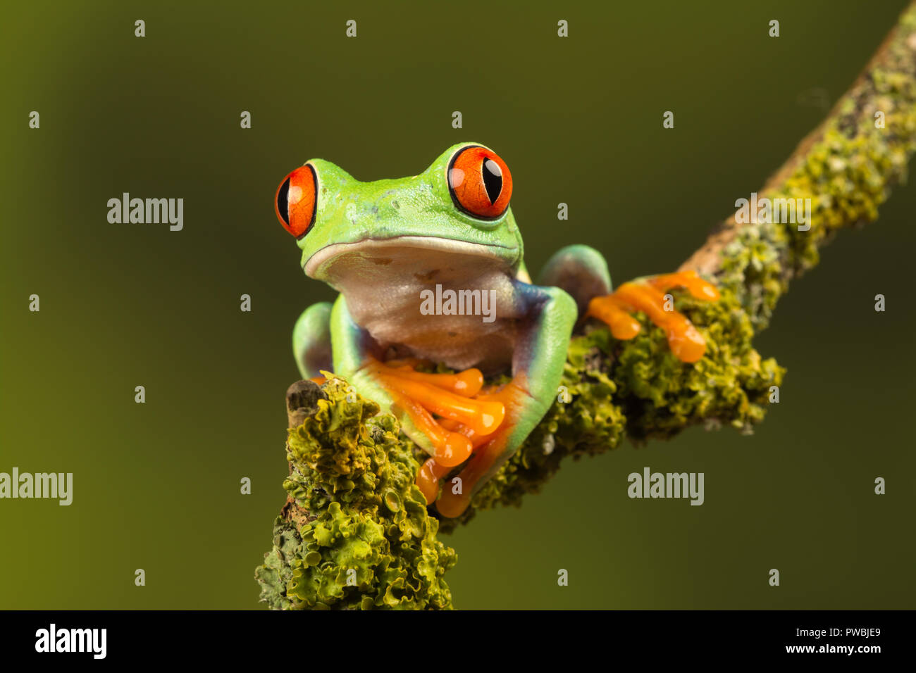 Close-up of red-eyed tree frog (Agalychnis callidryas), a colourful amphibian species, on a twig Stock Photo