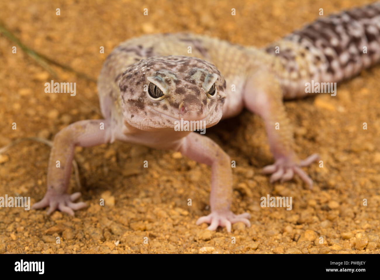 Leopard gecko (Eublepharis macularius), an Asian lizard species Stock Photo