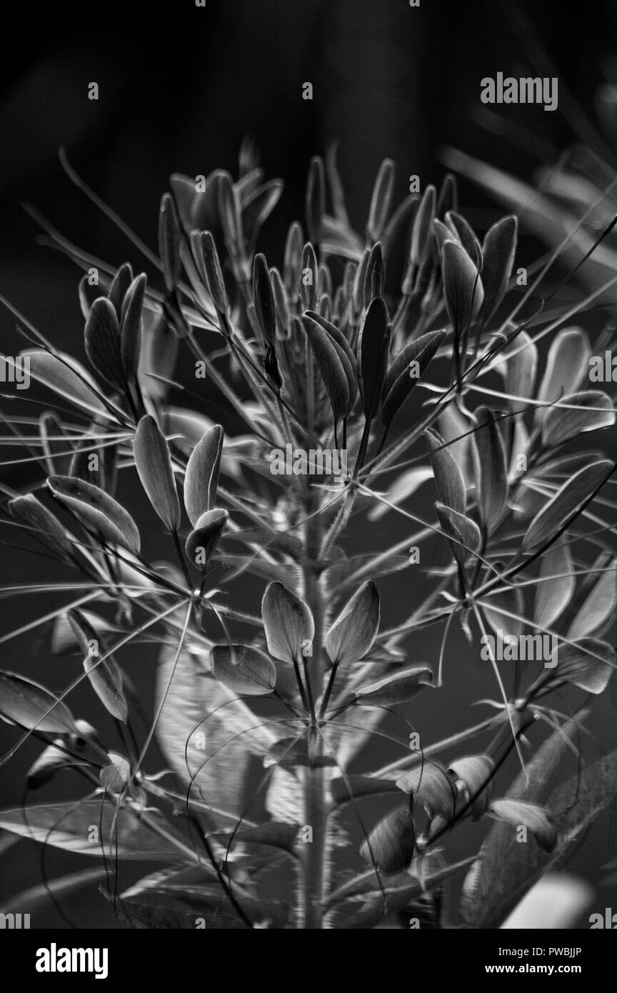 Spider flower,Cleomenes (Latin Cleome) genus of annual or biennial