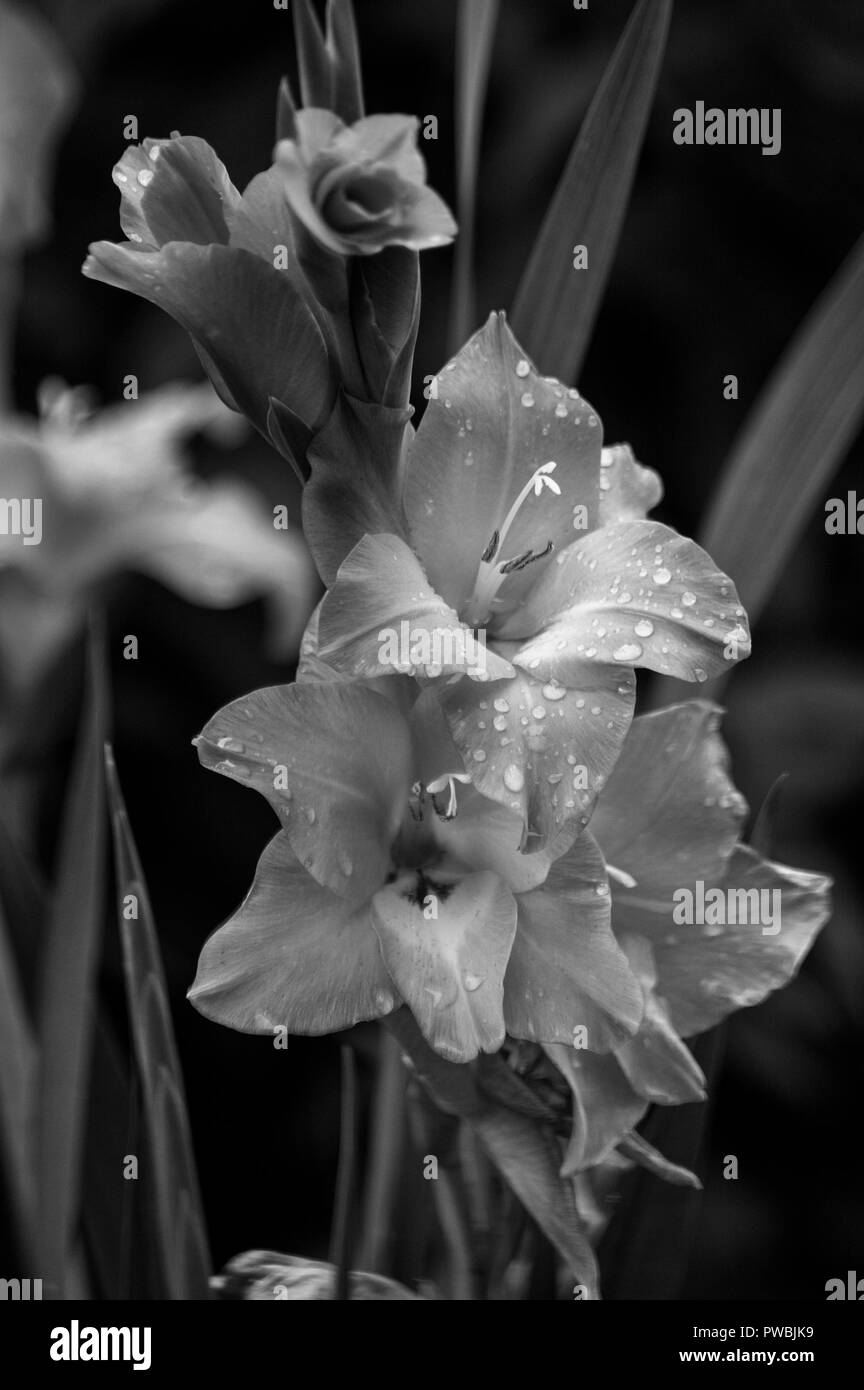 Gladioli, flowers, bouquet,gladioli, gladioli, red gladioli, Gladiolus
