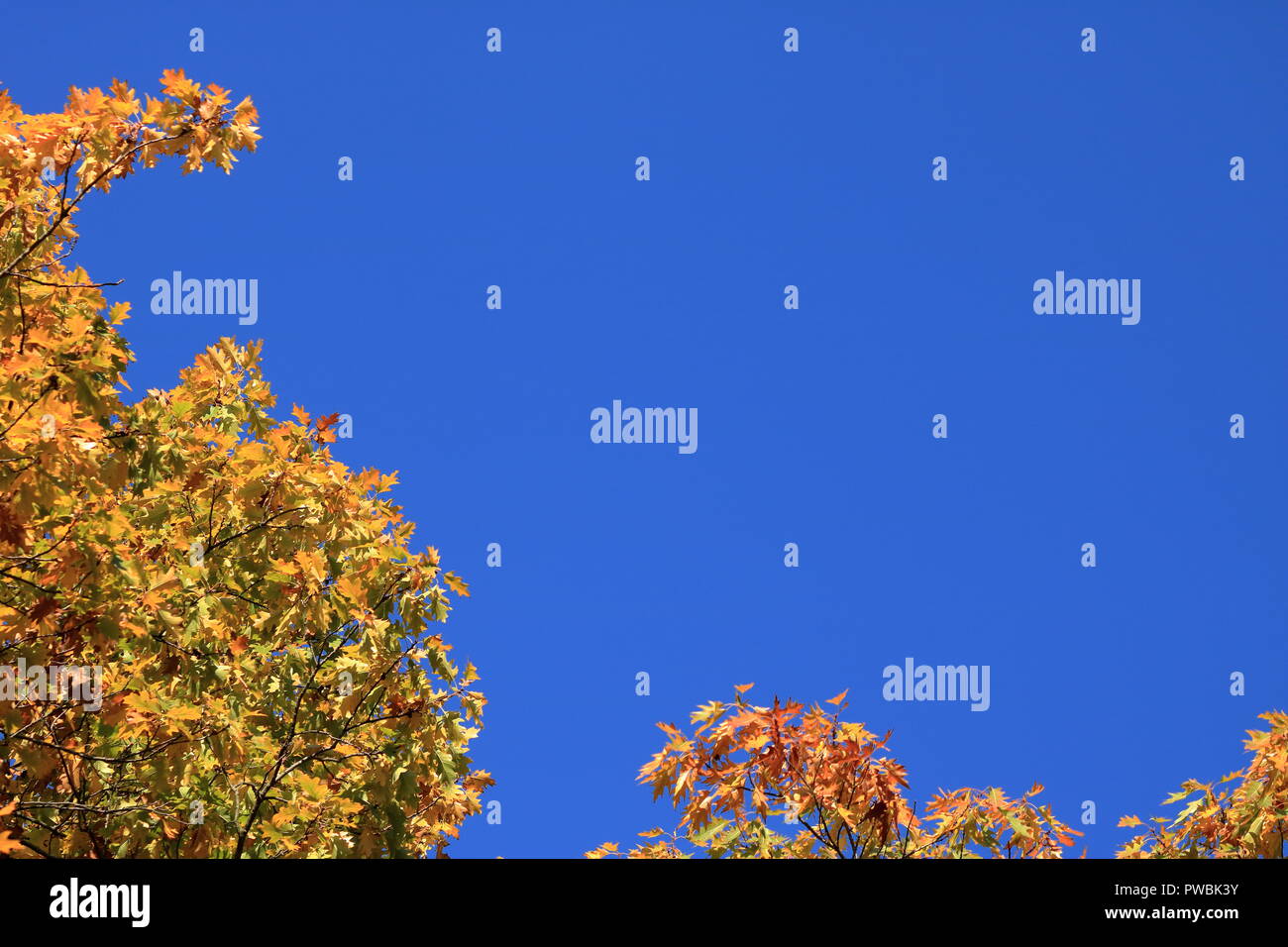 Autumn leaves against the blue sky Stock Photo - Alamy