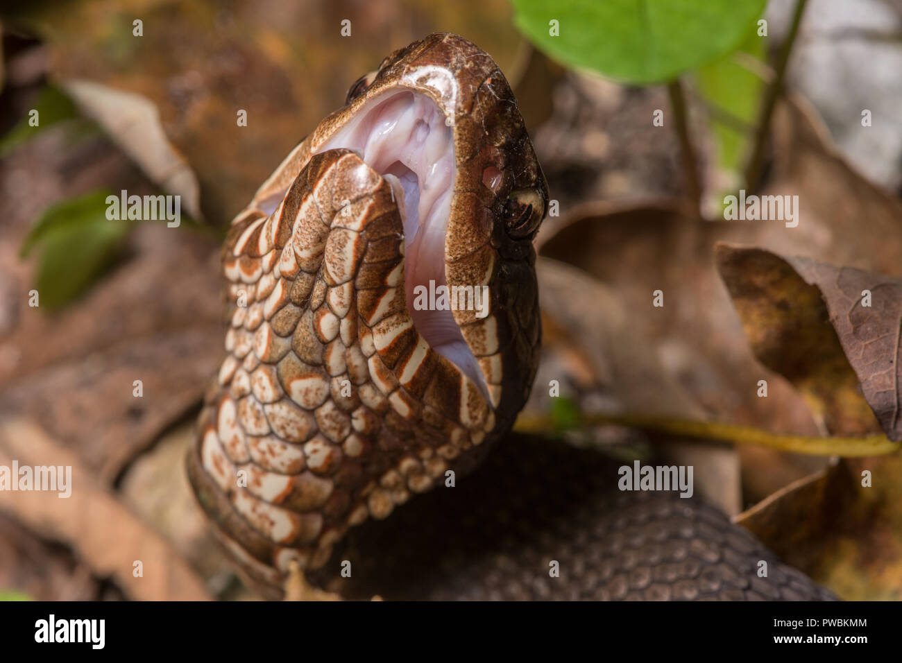 A defensive adult Western Cottonmouth (Agkistrodon piscivorous