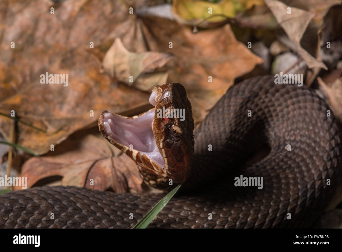 Snake mouth open fangs hires stock photography and images Alamy
