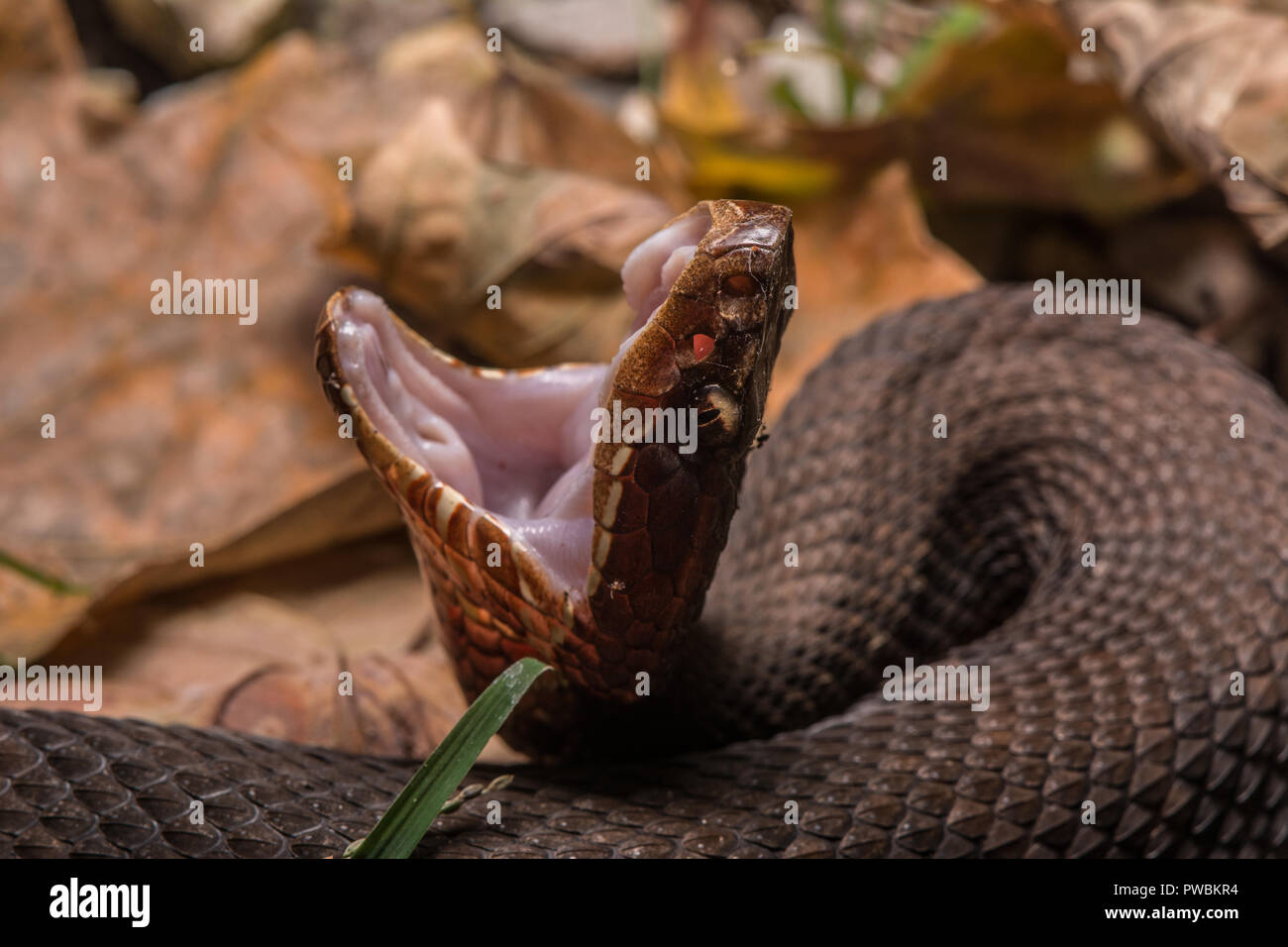 Snake mouth open fangs hires stock photography and images Alamy
