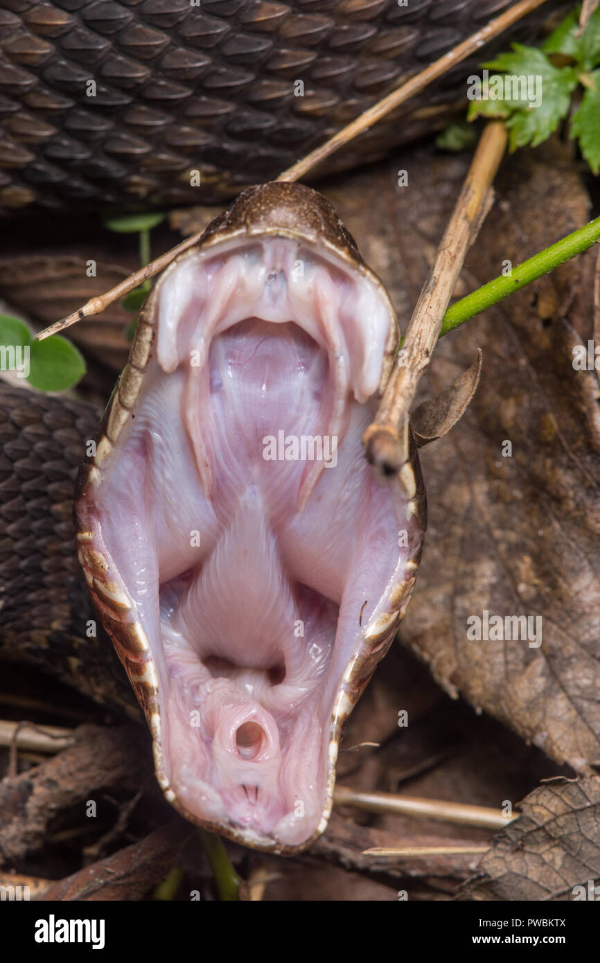 Gaping_mouth hires stock photography and images Alamy
