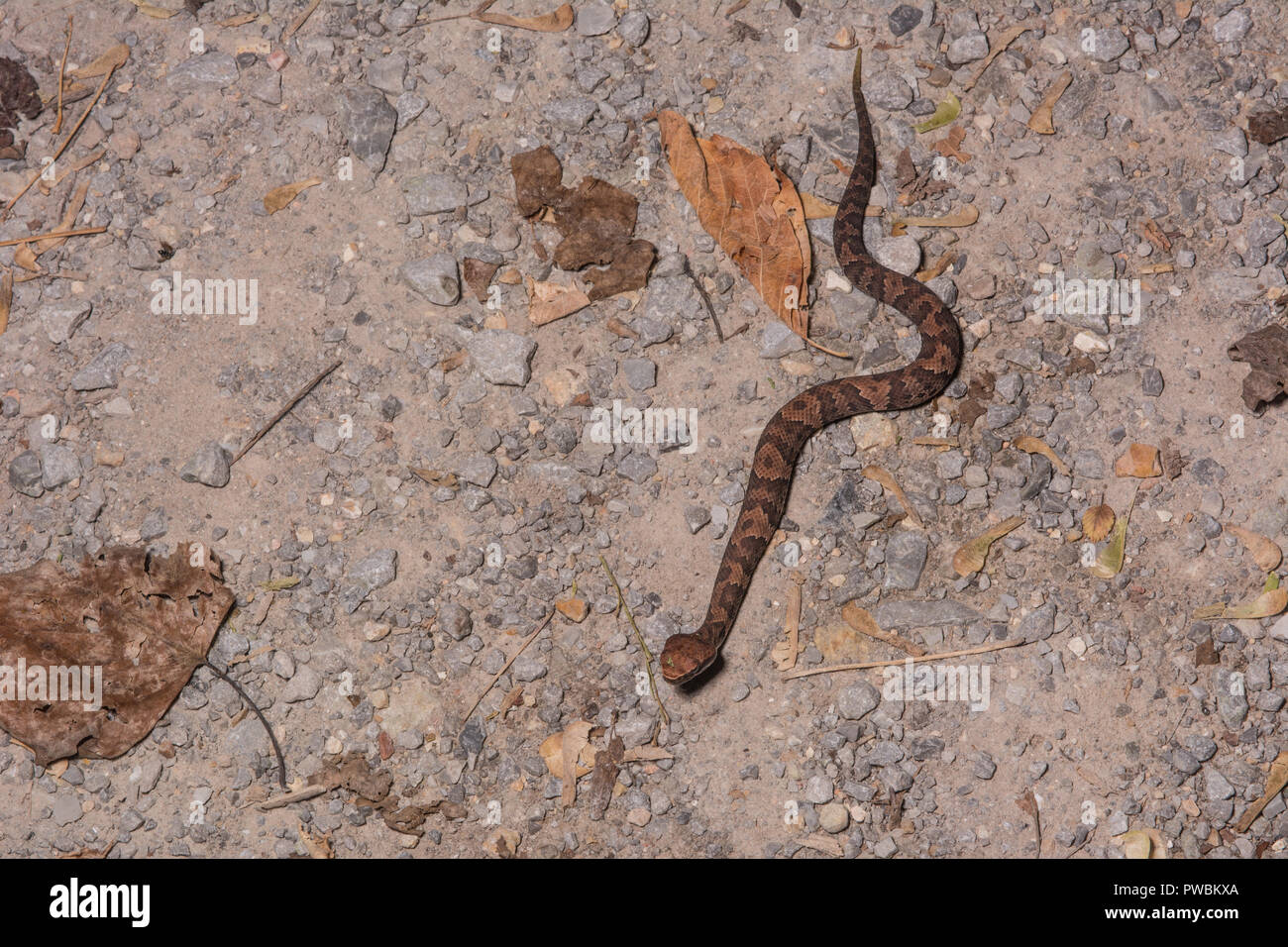 Newborn Cottonmouth Snake