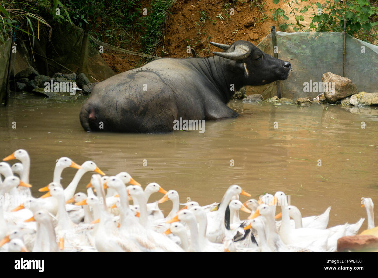 Vietnamese Water Buffalo and a group of white geese , Sa Pa, Vietnam Stock Photo