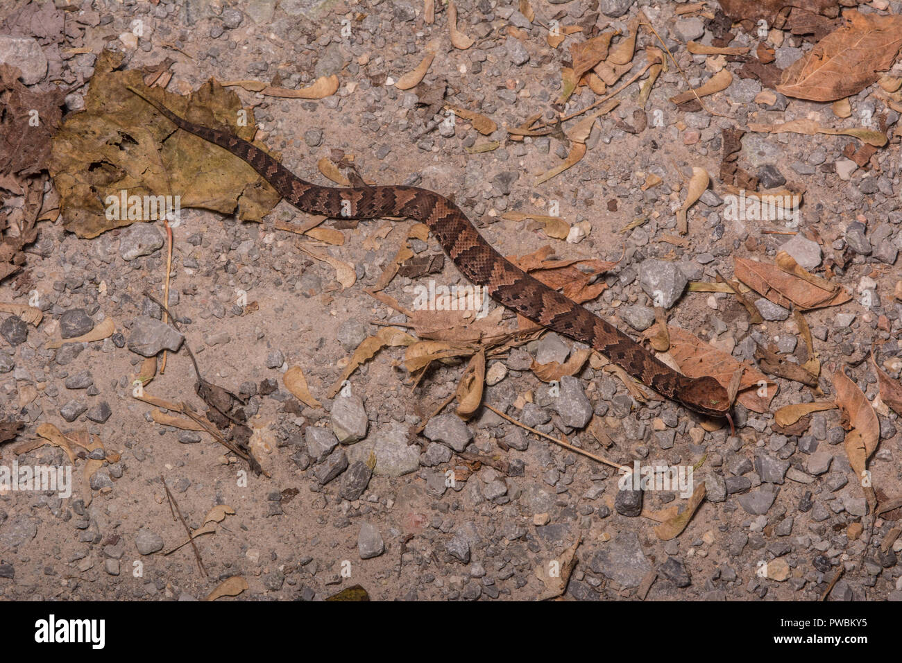 Snake with a caudal lure tail hi-res stock photography and images