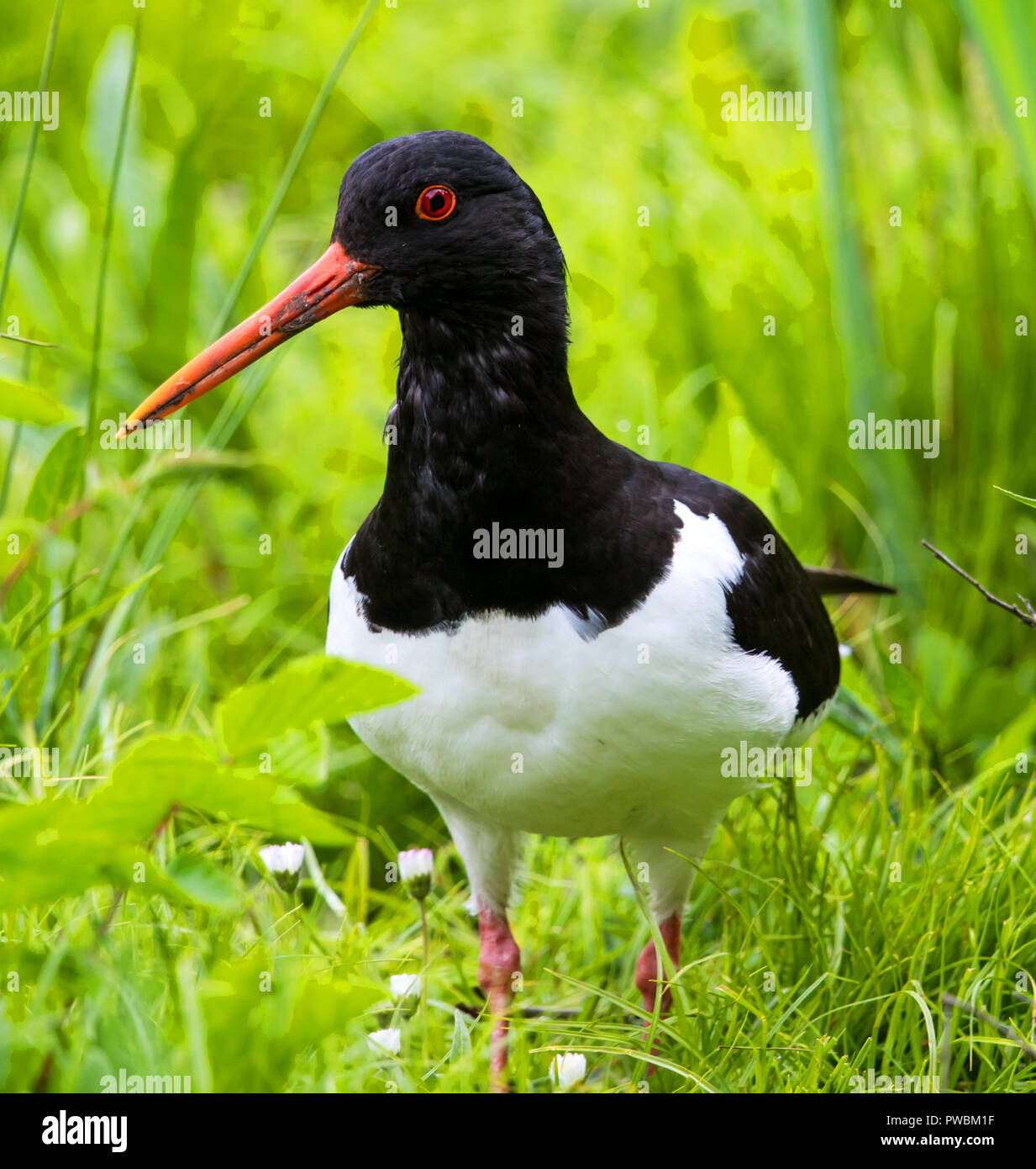 Oyster catcher foraging in deep vegetation Stock Photo