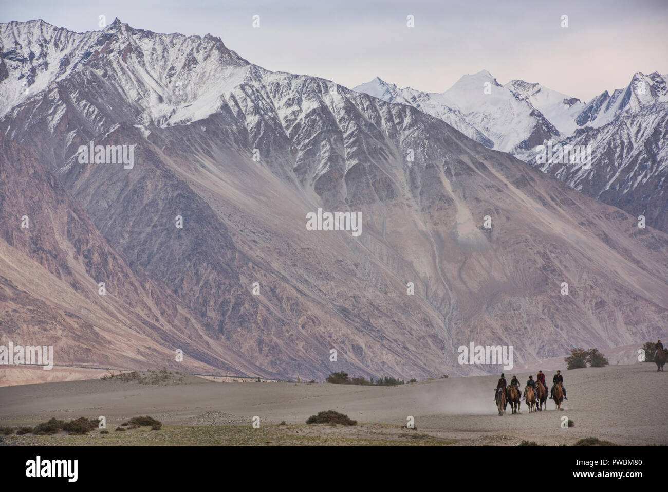 Camels in the Karakoram Mountains, Hundar, Nubra Valley, Ladakh, India Stock Photo