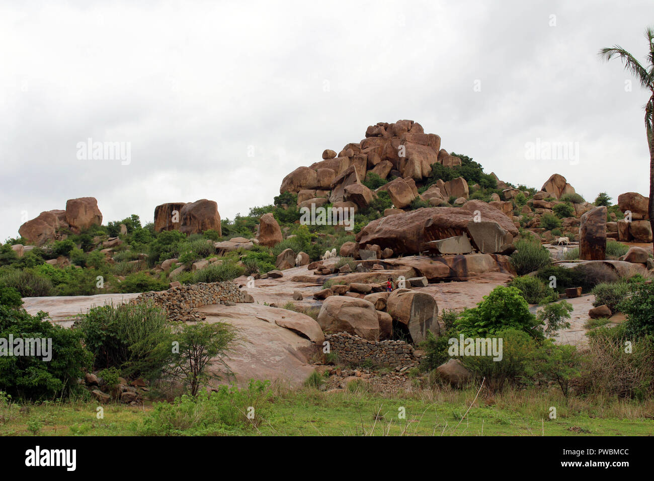 Sheeps roaming around the hill of Hampi, (probably) unguided. Taken in India, August 2018. Stock Photo