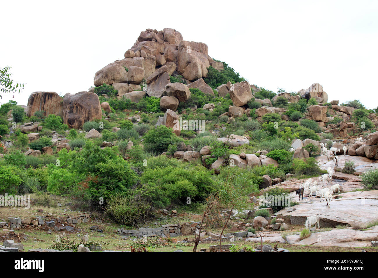 Sheeps roaming around the hill of Hampi, (probably) unguided. Taken in India, August 2018. Stock Photo