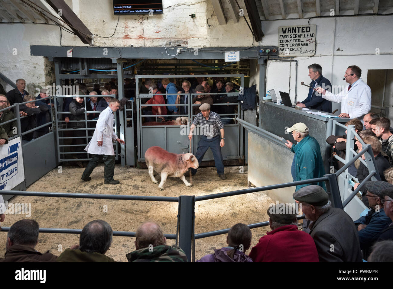 A Herdwick ram in the ring, Broughton Auction Mart, Cumbria. Annual
