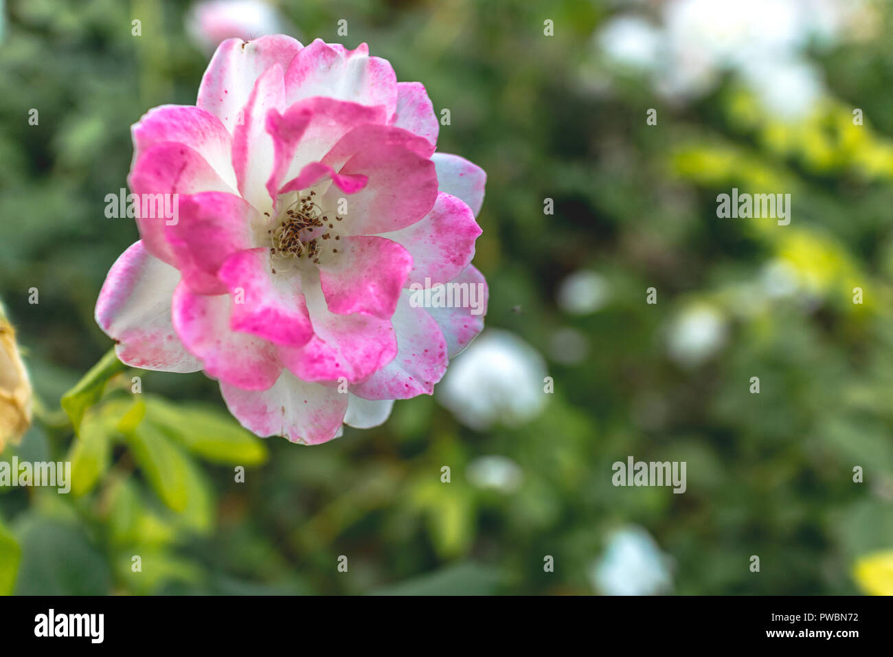 Una simple flor Stock Photo