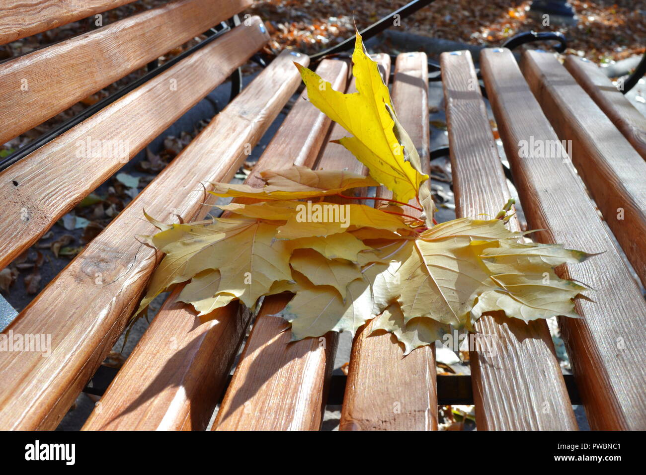 Yellow maple leaves on a bench in the park Stock Photo - Alamy