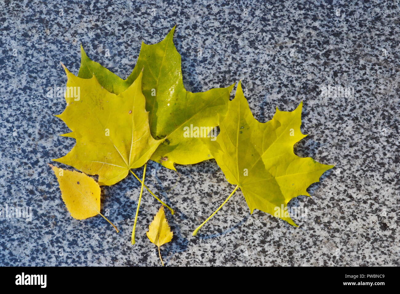 Yellow autumn leaves on the parapet of the pavement Stock Photo - Alamy