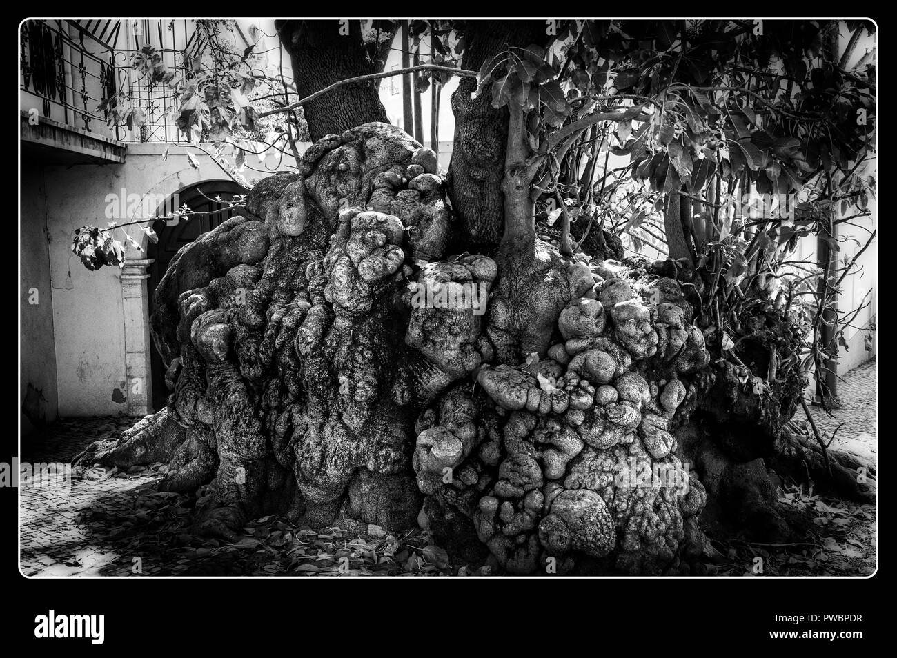 Old ancient tree Black and White Stock Photos & Images - Alamy