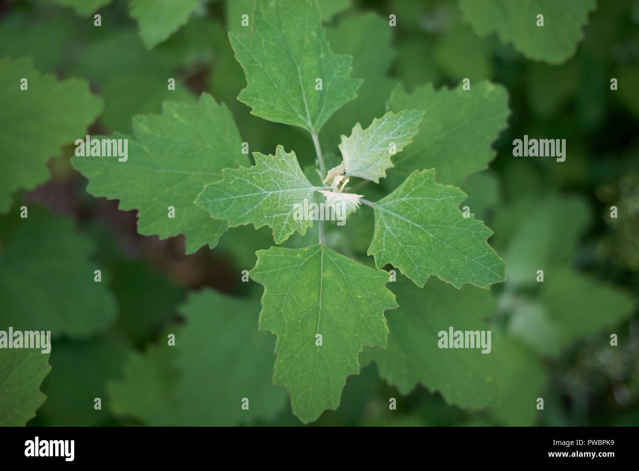 Chenopodium album fresh leaves Stock Photo