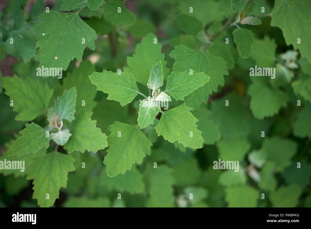 Chenopodium album fresh leaves Stock Photo