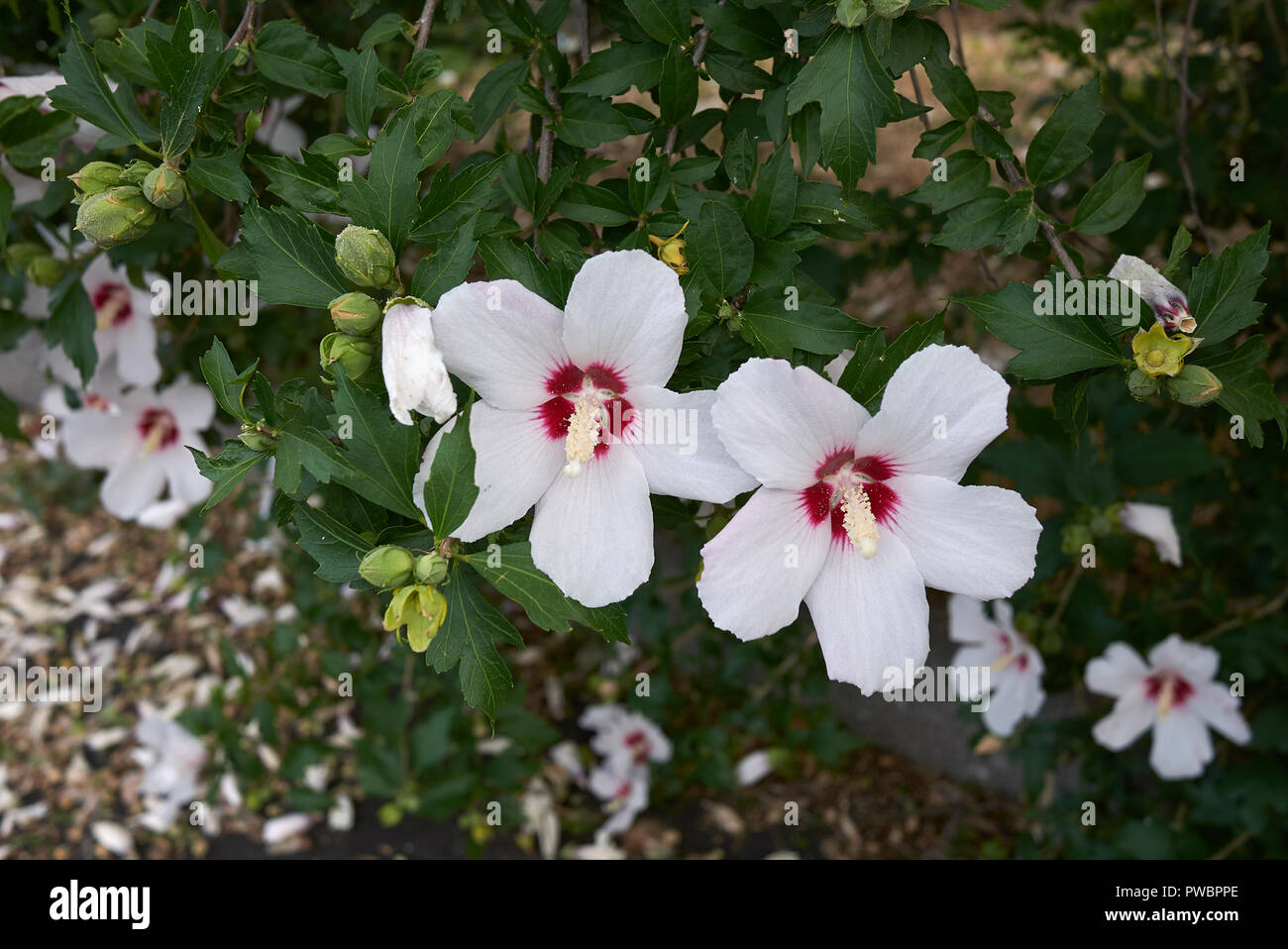 Dun Giljan S Blog Hibiscus