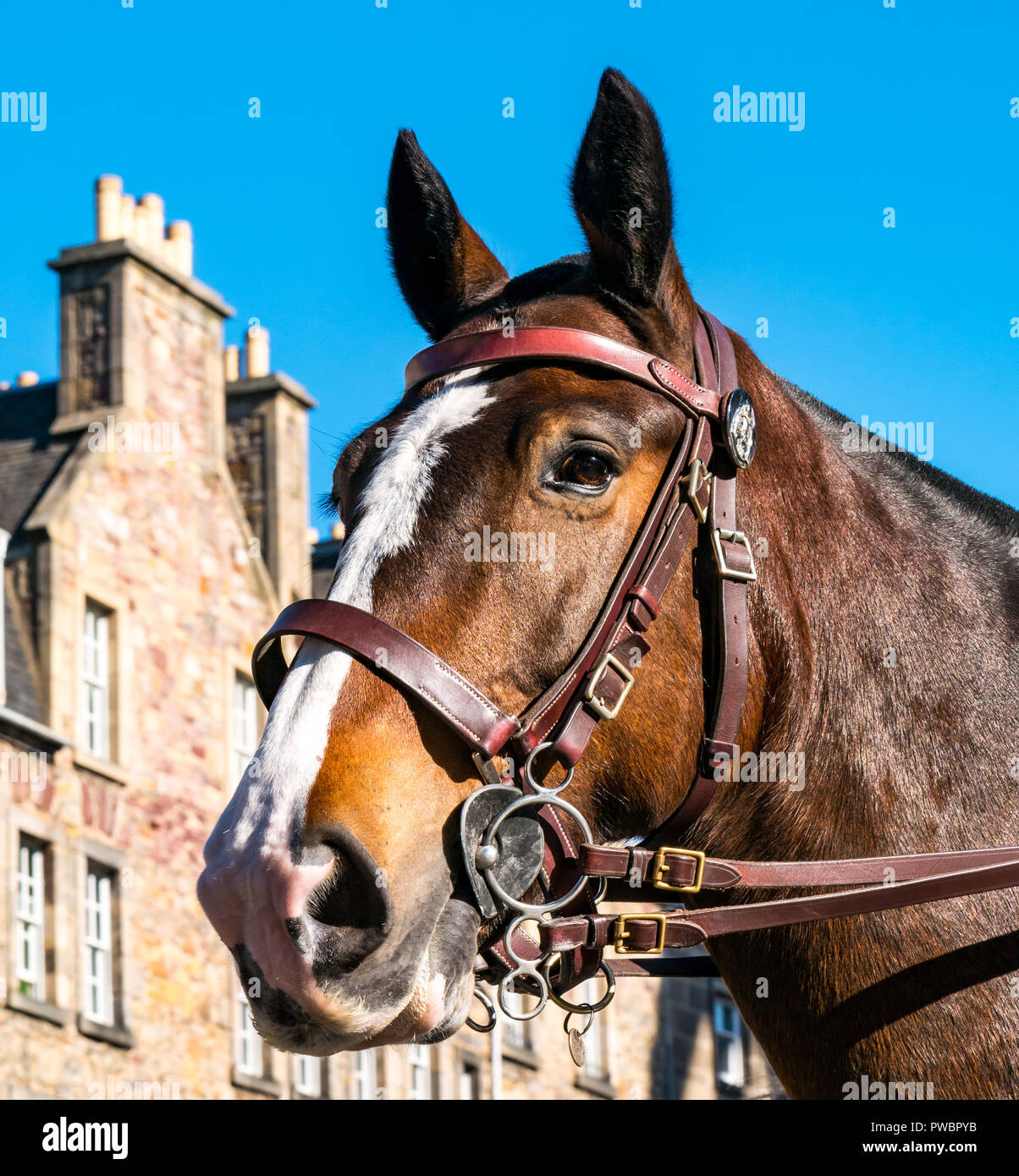 Horse harness uk hires stock photography and images Alamy