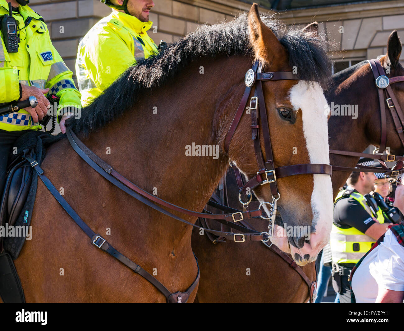 Police horses hires stock photography and images Alamy