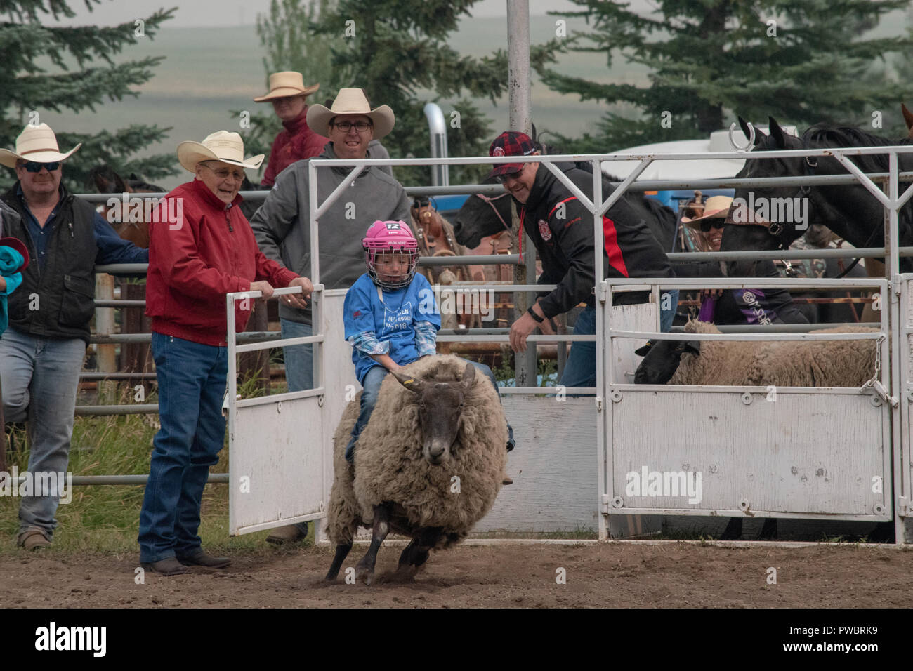 Kids participate in the mutton busting / sheep riding competition at