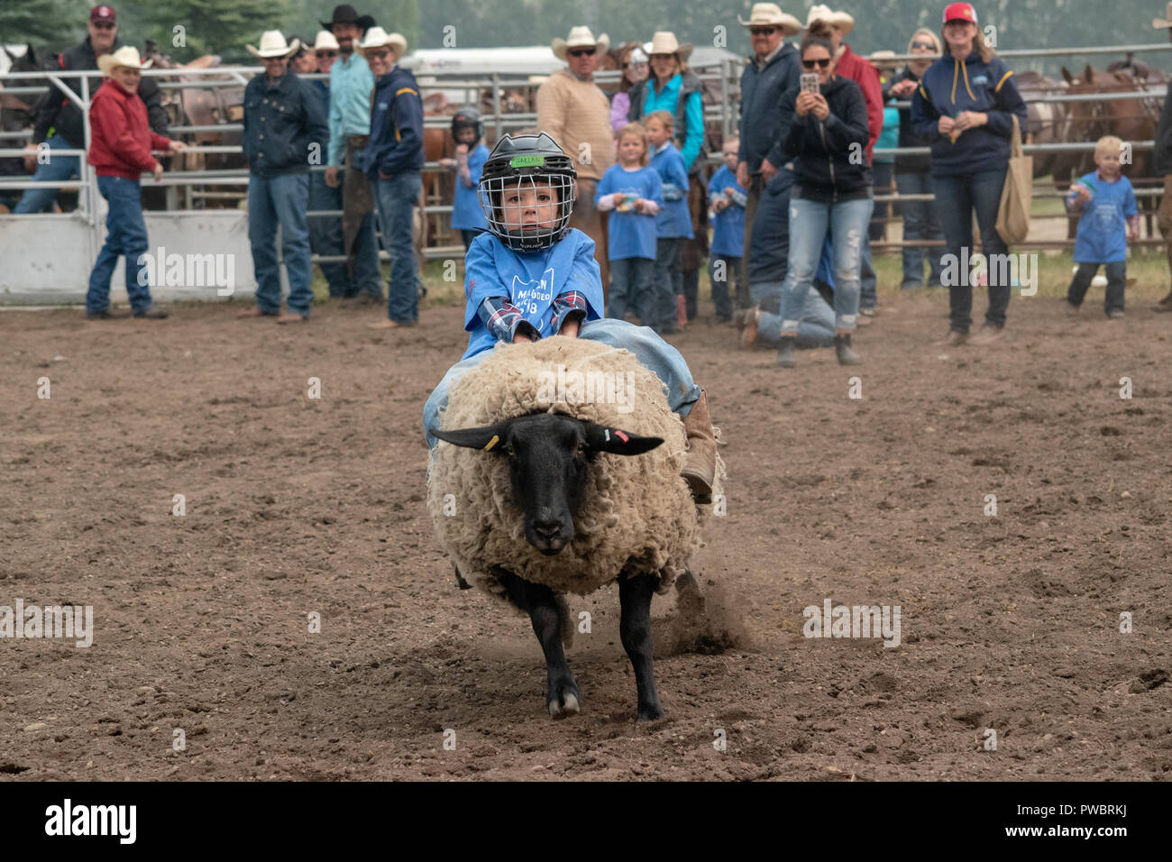 Kids participate in the mutton busting / sheep riding competition at