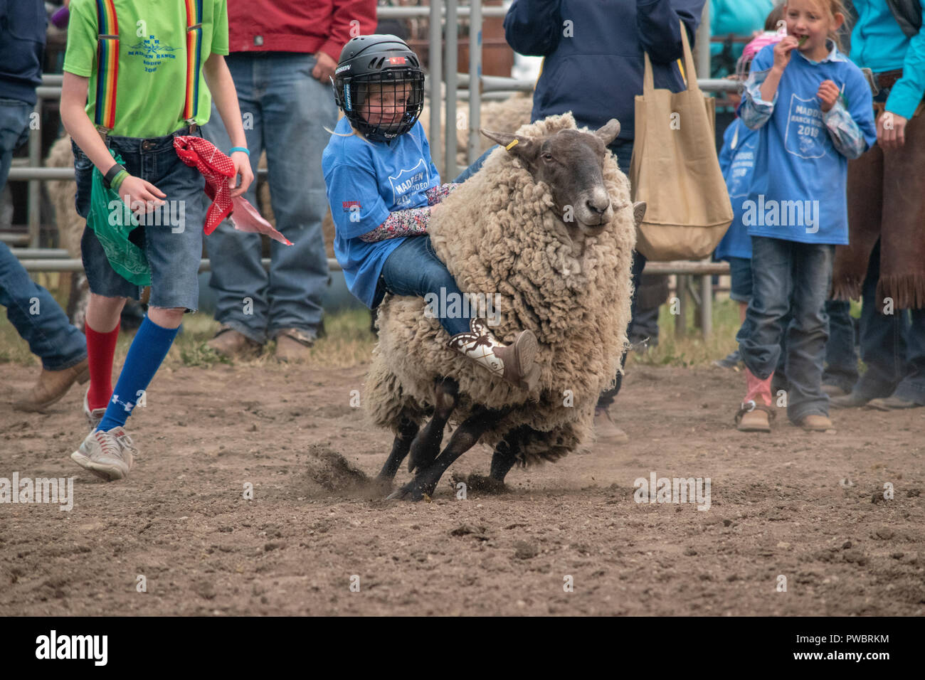 Kids participate in the mutton busting / sheep riding competition at